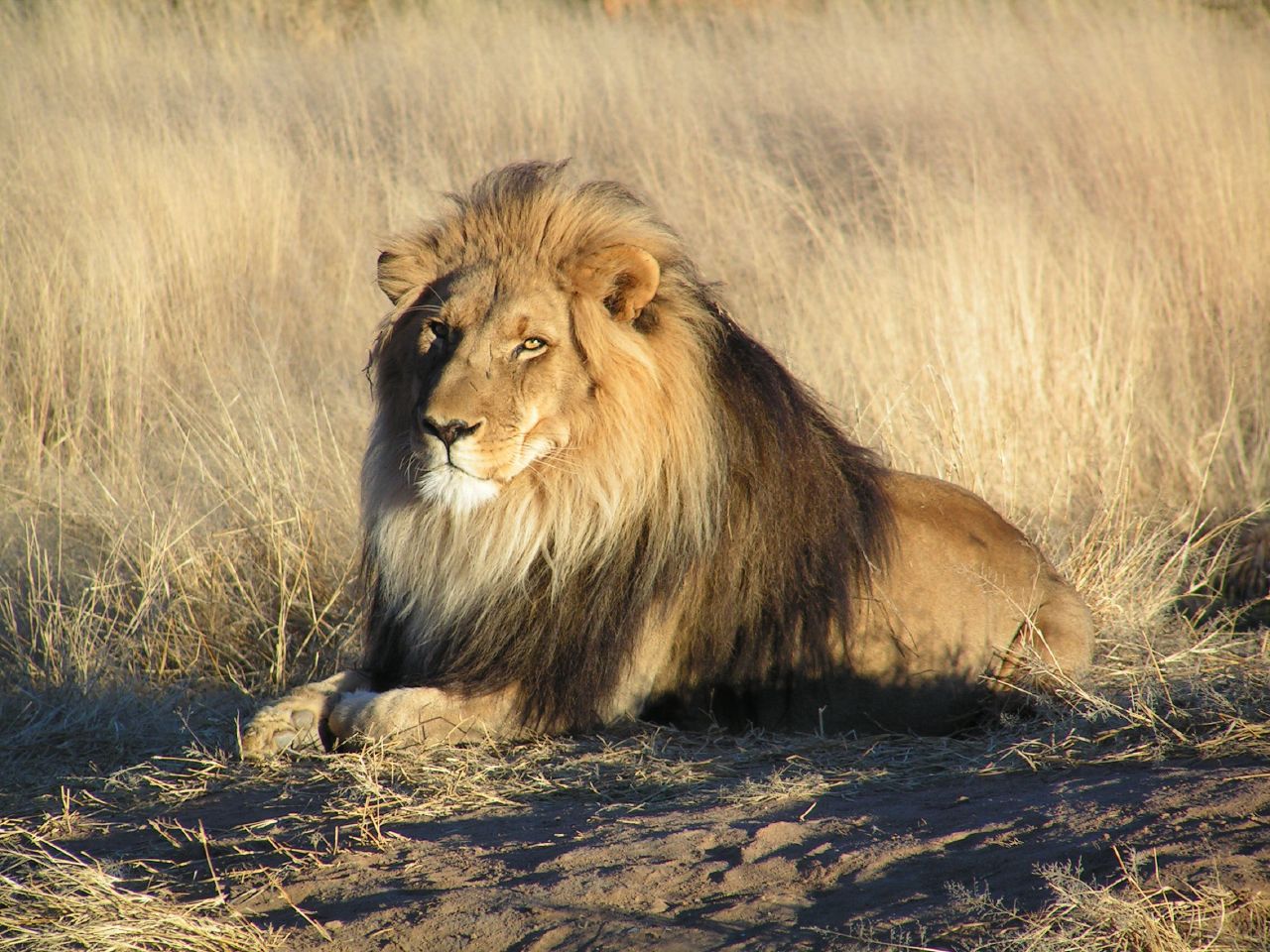 http://bundamahes.files.wordpress.com/2011/04/lion-waiting-in-nambia.jpg